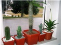 Pachypodium
